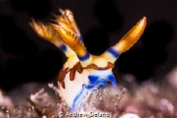 Nembrotha standing tall in Okinawa by Andrew Delano 